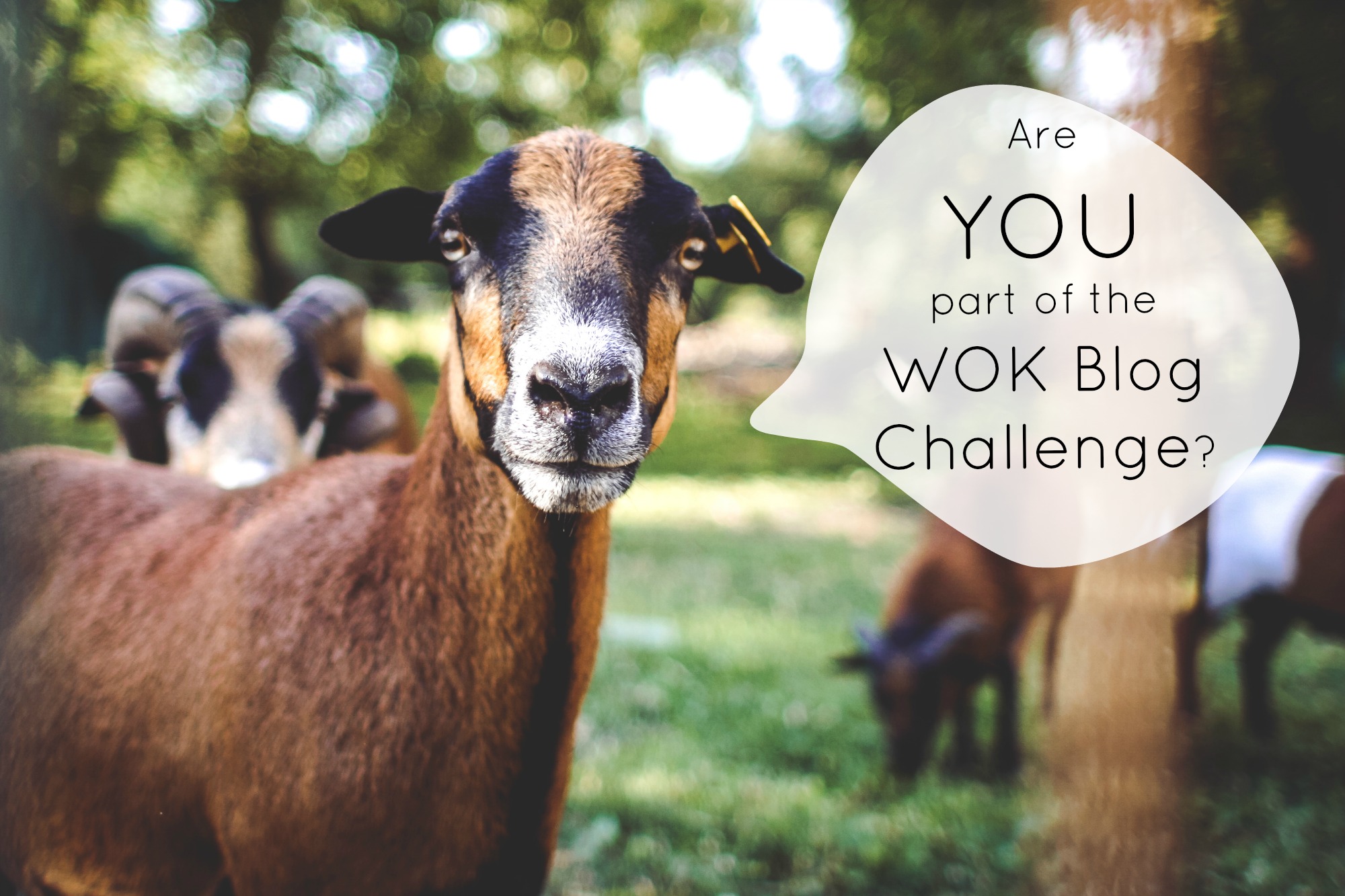 Are you part of the WOK Blog Challenge?